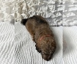Small #12 Bernedoodle