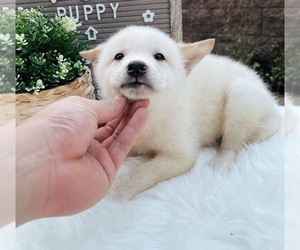 Shiba Inu Puppy for sale in CHINO HILLS, CA, USA