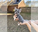 Puppy 7 French Bulldog