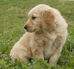 Golden Retriever Puppy for sale in COSHOCTON, OH, USA