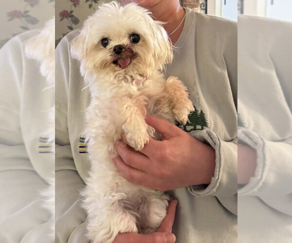 Medium Photo #3 Maltese Puppy For Sale in Foristell, MO, USA