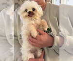 Small #2 Maltese