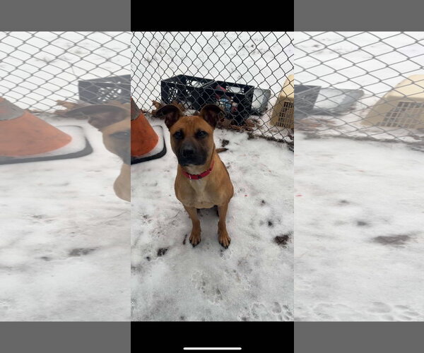 Medium Photo #4 American Pit Bull Terrier-Unknown Mix Puppy For Sale in Brooklyn, NY, USA