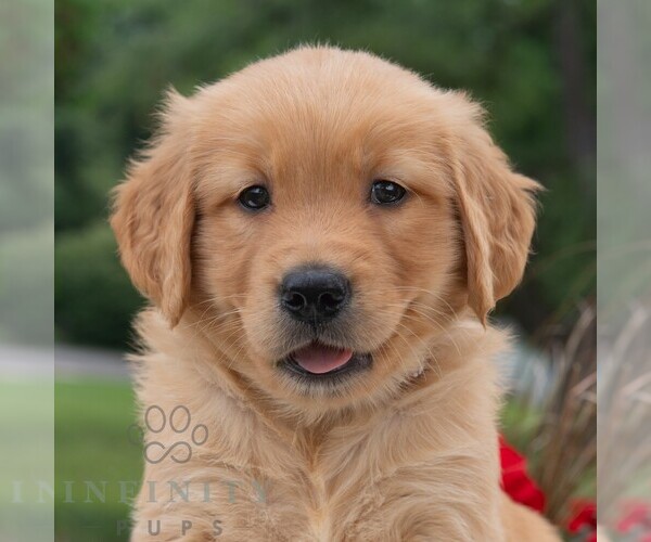 Medium Photo #6 Golden Retriever Puppy For Sale in NEWPORT, PA, USA