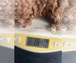 Small #4 Poodle (Toy)