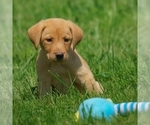 Small Photo #1 Labrador Retriever Puppy For Sale in FRESNO, OH, USA