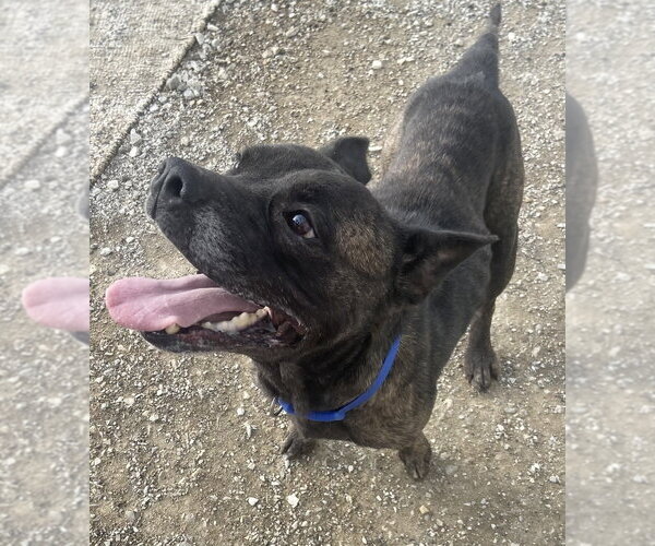 Medium Photo #3 Mutt Puppy For Sale in Evansville, IN, USA