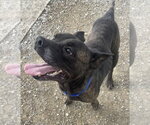 Small Photo #3 Mutt Puppy For Sale in Evansville, IN, USA
