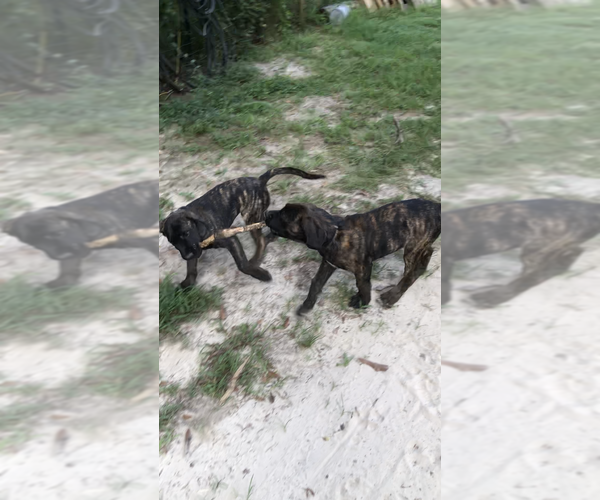 Medium Photo #7 Mastiff Puppy For Sale in BRANTLEY, AL, USA