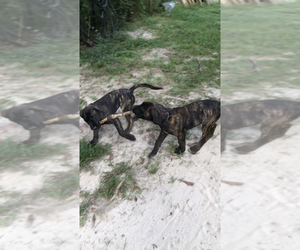 Medium Mastiff