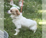 Small #3 Chihuahua