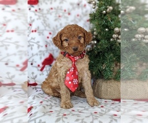 Goldendoodle (Miniature) Puppy for sale in NOTTINGHAM, PA, USA