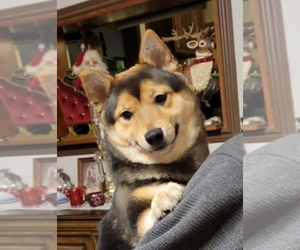 Shiba Inu Puppy for Sale in MANITO, Illinois USA
