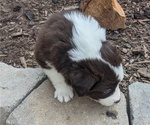Small Photo #19 Border Collie Puppy For Sale in HARRISON, ID, USA