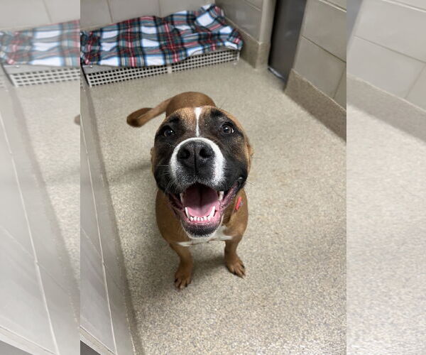 Medium Photo #6 Boxer-Unknown Mix Puppy For Sale in Virginia Beach, VA, USA