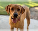 Small #1 Labrador Retriever
