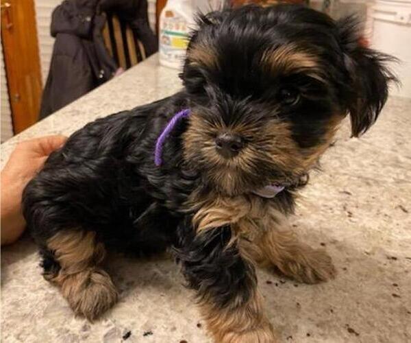 Medium Photo #4 Yorkshire Terrier Puppy For Sale in OAK LAWN, IL, USA