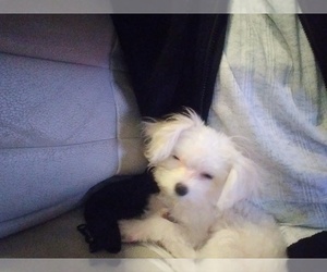 Maltese Puppy for sale in TALLAHASSEE, FL, USA