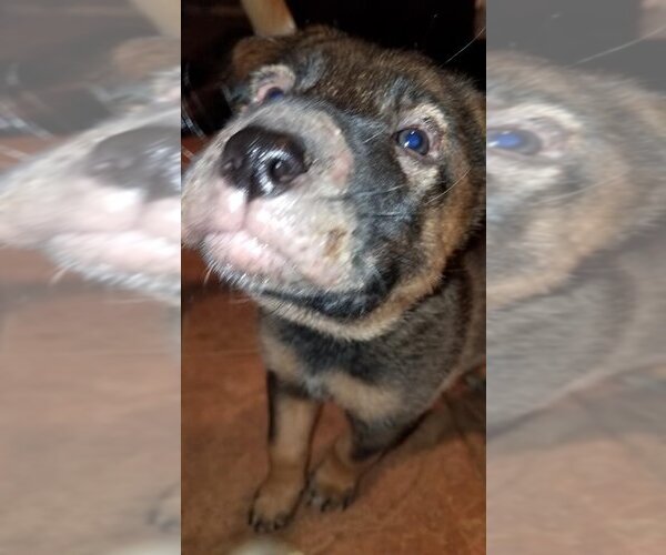 Medium Photo #18 German Shepherd Dog-Unknown Mix Puppy For Sale in Spring, TX, USA
