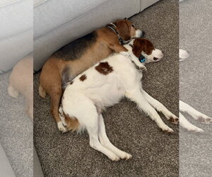 OK/Birk - Male Brittany Dog for Adoption - Photo #7
