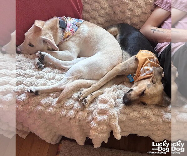 Medium Photo #5 Labrador Retriever-Unknown Mix Puppy For Sale in Washington, DC, USA