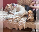 Small #4 Labrador Retriever Mix