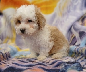 Maltipoo (Toy) Puppy for sale in BURLINGTON, MA, USA