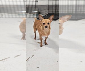 McIntosh Red #5058 - Male Chipin Dog for Adoption - Photo #2