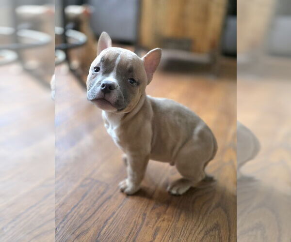 Medium Photo #3 American Staffordshire Terrier-Bulldog Mix Puppy For Sale in Raleigh, NC, USA