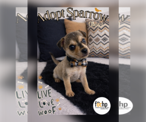 Dachshund Dogs for adoption in Menifee, CA, USA