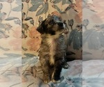 Small #9 Aussiedoodle Miniature 