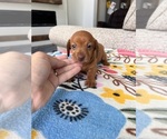 Small #3 Dachshund