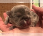 Small Photo #14 French Bulldog Puppy For Sale in PLACERVILLE, CA, USA