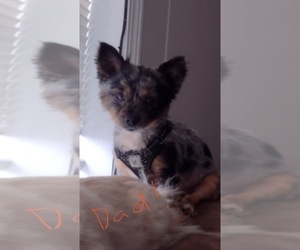 Father of the Chiranian puppies born on 09/19/2025