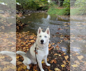 Sai - Male Siberian Husky Dog for Adoption - Photo #2