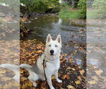 Small Photo #2 Siberian Husky Puppy For Sale in Bellingham, WA, USA