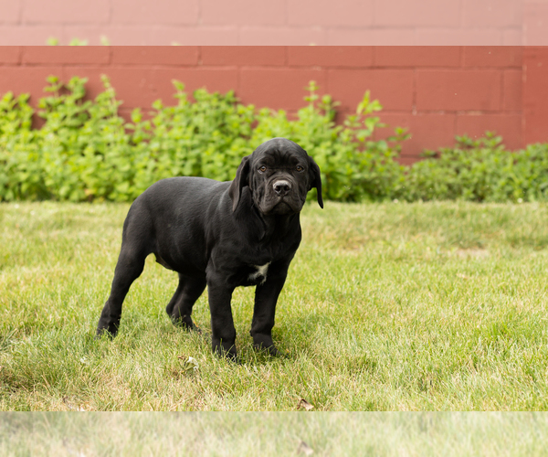Medium Photo #6 Cane Corso Puppy For Sale in WAKARUSA, IN, USA