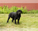Small #5 Cane Corso