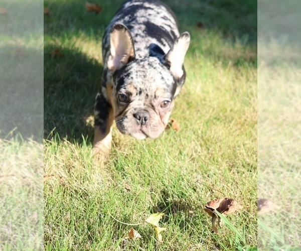 Medium Photo #6 French Bulldog Puppy For Sale in LAWRENCEVILLE, GA, USA