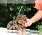 Small #1 Yorkiepoo mix (+ Poodle Toy)