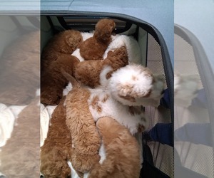 Goldendoodle (Miniature) Litter for sale in GASTONIA, NC, USA