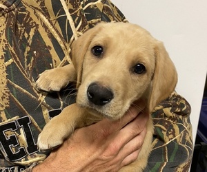 Medium Labrador Retriever