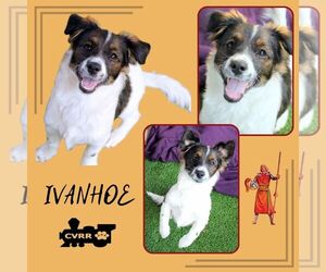 Colonial Cocker Spaniel-Papillon Mix Dogs for adoption in Lindsay, CA, USA