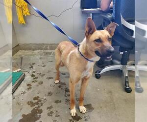 German Shepherd Dog-Unknown Mix Dogs for adoption in Camarillo, CA, USA
