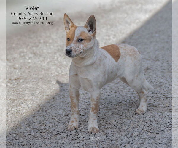 Medium Photo #1 Mutt Puppy For Sale in Manchester, MO, USA