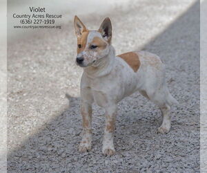 Mutt Dogs for adoption in Manchester, MO, USA