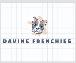French Bulldog Litter for sale in WEST MIFFLIN, PA, USA
