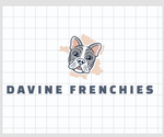 Small French Bulldog