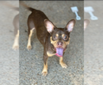 Small #5 Chihuahua Mix