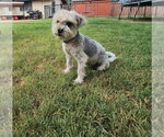 Small #6 Maltese Mix